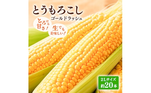 【2026年発送】富良野産 とうもろこし ゴールドラッシュ 約20本 コーン とうきび トウモロコシ 2Lサイズ 野菜 甘い BBQ 北海道 富良野 ふらの