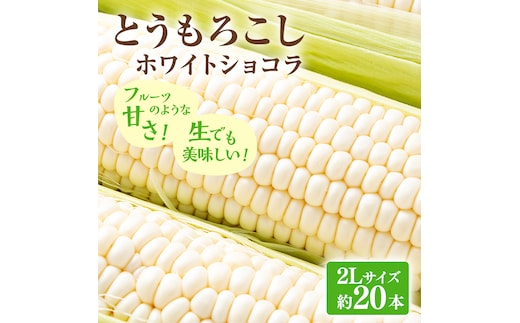 【2026年発送】富良野産 とうもろこし ホワイトコーン 約20本 コーン とうきび トウモロコシ ホワイトショコラ 2Lサイズ 野菜 甘い BBQ 北海道 富良野 ふらの