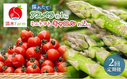 【2027年発送】●2回定期便● 富良野産 採れたて直送! 「アスパラ 約1kg・ミニトマト キャロル10 約2kg」 (清水farm) アスパラ アスパラガス トマト ミニトマト とまと 野菜 新鮮 季節限定 北海道 富良野 ふらの