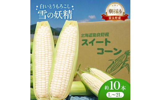 朝採り 白いとうもろこし 「雪の妖精」 秀品 北海道富良野産 L～2L 約10本 [ とうもろこし とうきび コーン ホワイトコーン 野菜 北海道 富良野 ]