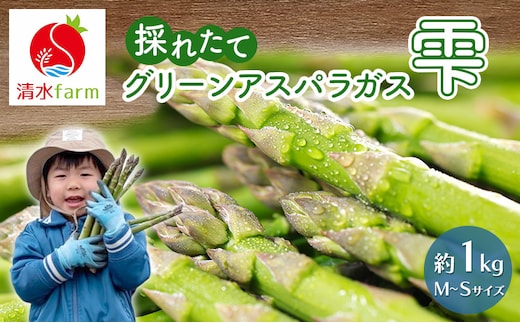 【2027年4月～発送】富良野産 採れたて直送! グリーンアスパラ 「雫」M～Sサイズ【約1kg】 (清水farm) アスパラ アスパラガス 野菜 新鮮 季節限定 北海道 富良野 ふらの