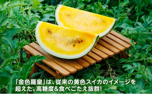 先行予約 富良野産 大玉 スイカ 金色羅皇 2L 7kg 以上×1玉 令和7年産