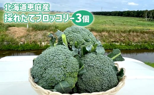 北海道恵庭産採れたてブロッコリー3個【80000901】