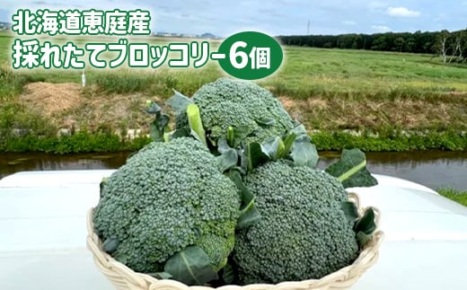 北海道恵庭産採れたてブロッコリー6個【80001002】
