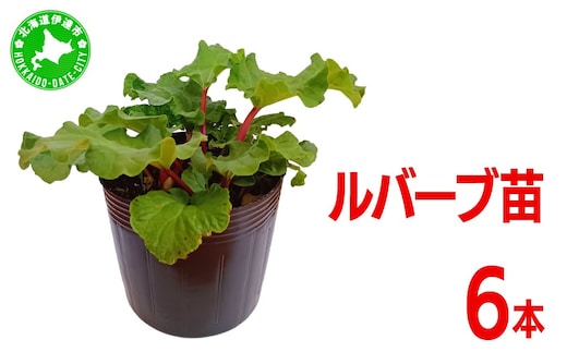 北海道 伊達市産 ルバーブ(苗) 6本｜国産 野菜 ジャム パイ お菓子作り 家庭菜園【kzh-021】