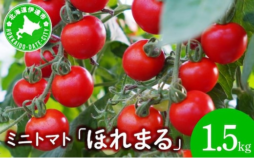 ＜先行予約＞ミニトマト ほれまる 1.5kg【ffk-001】北海道 伊達市 野菜 新鮮 ふるさと納税 送料無料