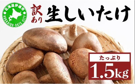 訳あり 湘南しいたけ 生 しいたけ 1.5kg 規格外 訳アリ しいたけ シイタケ 椎茸 きのこ キノコ ヘルシー 栄養 肉厚 ジューシー フレッシュ 国産 産地直送 アレンジ BBQ バーベキュー 北海道 伊達市【55251108】