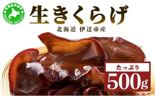 湘南しいたけ 生 きくらげ 500g きくらげ 木耳 キクラゲ 生 ぷりぷり プリプリ こりこり コリコリ 栄養 ヘルシー ダイエット 中華 アレンジ スープ サラダ 新鮮 きのこ キノコ 弾力 みずみずしい 北海道 伊達市【55251107】