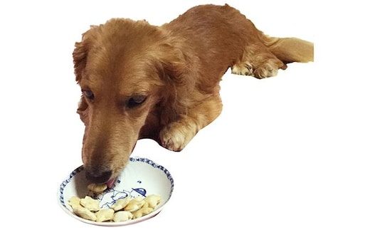 【手作り】 犬のクッキー 2種 8袋セット （全粒粉・はちみつ ） 犬のおやつ ペット 北海道 伊達市 【農福連携】【55250866】