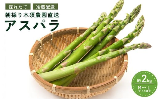 【 2027年発送 】 先行予約 生産者 直送 グリーン アスパラ 約 2kg M-L サイズ 新鮮 朝採り 野菜 あすぱら 木須農園 北海道 伊達市
