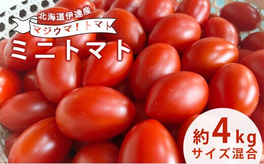 ◇2023年8月より順次出荷◇北海道 伊達 岡本園芸 ミニトマト 高糖度 約