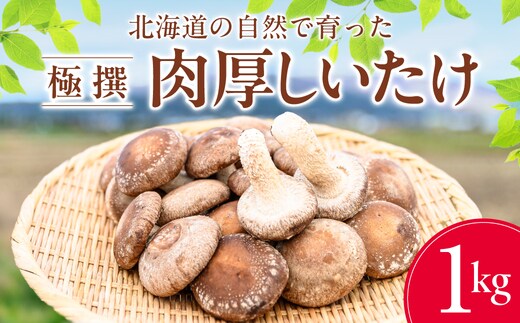 北海道の自然で育った 極撰 肉厚 しいたけ 1kg HOKBA001