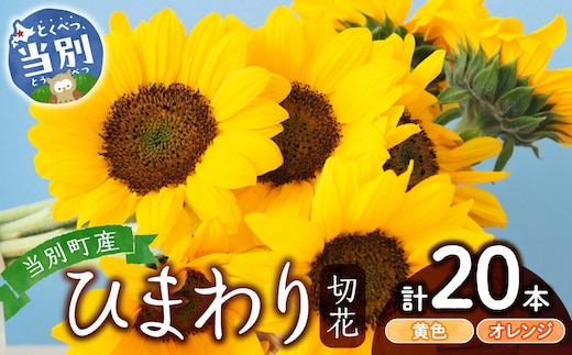 ひまわり 切花 20本 黄色 オレンジ 四季農場《6月上旬-9月下旬頃出荷》北海道 当別町 花 お花 はな ひまわり 夏 切り花 冷蔵便 北海道産 当別町産 インテリア_tb11-020