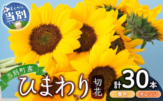 ひまわり 切花 30本 黄色 オレンジ 四季農場《6月上旬-9月下旬頃出荷》北海道 当別町 花 お花 はな ひまわり 夏 切り花 冷蔵便 北海道産 当別町産 インテリア_tb11-021