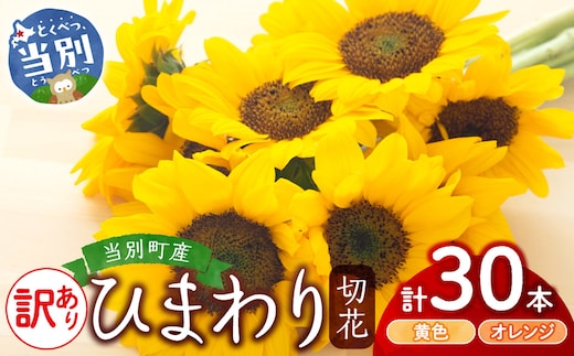 【訳あり】ひまわり 切花 30本 黄色 オレンジ 四季農場《6月上旬-9月下旬頃出荷》北海道 当別町 花 お花 はな ひまわり 夏 切り花 冷蔵便 北海道産 当別町産 インテリア_tb11-022