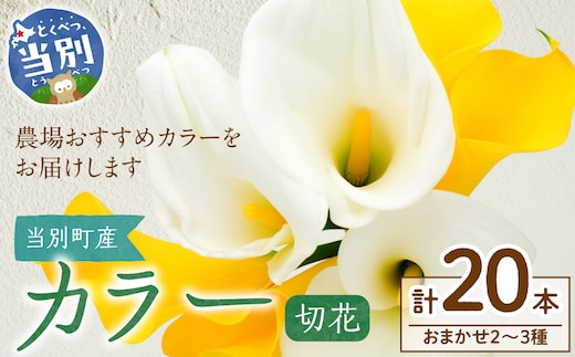 カラー 切花 20本（2～3品種）四季農場《7月上旬-10月中旬頃出荷》北海道 当別町 花 お花 はな カラー 切り花 冷蔵便 北海道産 当別町産 インテリア_tb11-023