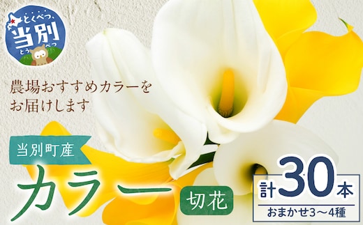 カラー 切花 30本（3～4品種）四季農場《7月上旬-10月中旬頃出荷》北海道 当別町 花 お花 はな カラー 切り花 冷蔵便 北海道産 当別町産 インテリア_tb11-024
