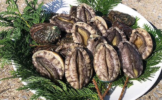 奥尻島産 活蝦夷アワビ (養殖) 10個入り 70mm以上 | 冷蔵 | 北海道 奥尻町 送料無料 OKS03-002