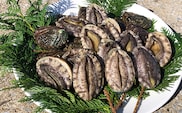 奥尻島産 活蝦夷アワビ (養殖) 5個入り 70mm以上 | 冷蔵 | 北海道 奥尻町 送料無料 OKS03-001