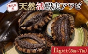 【2026年6月発送】 奥尻島産 天然アワビ 1kg以上  (5～7個) | 冷蔵 | 奥尻産 活アワビ あわび 鮑 蝦夷アワビ エゾアワビ 刺身 焼き物 | 北海道 奥尻町 送料無料 OKS03-008