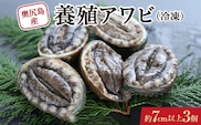 奥尻島産 冷凍 養殖アワビ (3個入り) 1個 約70mm | 新鮮 あわび アワビ 鮑 魚介 酒蒸し バター焼き 刺身 天ぷら グルメ お取り寄せ | 北海道 奥尻町 送料無料