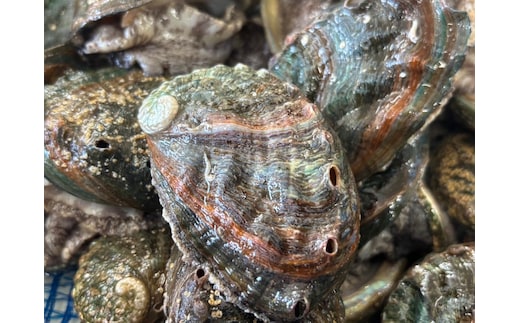 奥尻島産 冷凍養殖アワビLサイズ（3個入り） OKUF018