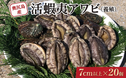 奥尻島産 活蝦夷アワビ (養殖) 20個入り 70mm以上 | 冷蔵 | 北海道 奥尻町 送料無料 OKS03-003