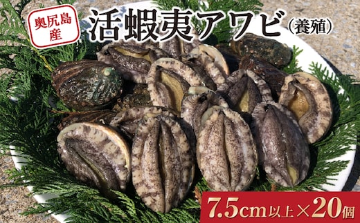 奥尻島産 活蝦夷アワビ (養殖) 20ケ入り 75mm以上 | 冷蔵 | 北海道 奥尻町 送料無料 OKS03-006