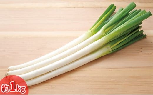 今金産軟白長ねぎ F21W-247