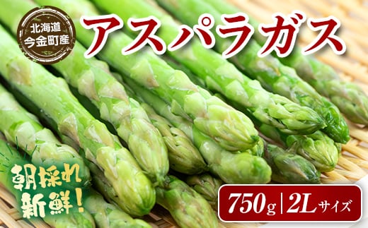 朝採れ新鮮アスパラ 750g（2Lサイズ） (2026年3月下旬~6月中旬または2026年7月上旬~9月上旬頃発送) 野菜 秀品 北海道産 バーベキュー BBQ キャンプ 旬野菜 アスパラガス 栄養満点 冷蔵発送 F21W-459