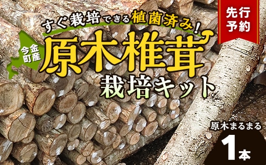【先行予約】北海道今金町産 原木しいたけ栽培キット しいたけ原木1本 椎茸 シイタケ きのこ キノコ 野菜 採れたて F21X-593