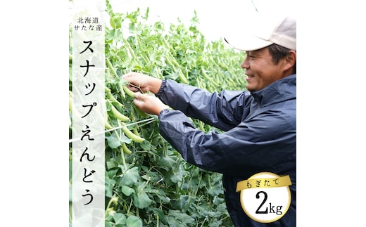 【2026年5月中旬から順次発送】【朝獲れ新鮮】北海道 せたな町産 スナップえんどう 2kg 旬 炒め お弁当 みそ汁 パスタ 天ぷら おつまみ 野菜 ふるさと納税