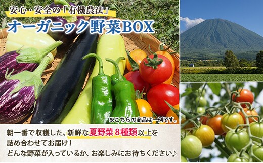 北海道産 有機 野菜BOX 8種類 詰め合わせ セット 採れたて 夏野菜  