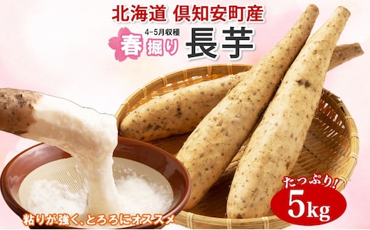 【 2026年 出荷 】 北海道 倶知安町産 長芋 2L×約6本 計5kg 春堀り 芋 ながいも とろろ 新鮮 フレッシュ 野菜 農作物 産直 山芋 麦とろ 山かけ おつまみ グリーンアースファーム 送料無料 北海道 倶知安町 新鮮野菜 