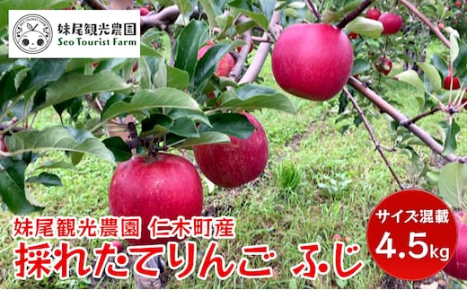 [2026年発送] 仁木町の採れたてりんご「ふじ」サイズ混載 4.5kg（15～18玉入り） 北海道 果物 フルーツ リンゴ 果物類 林檎 [フルーツショップ妹尾観光農園]