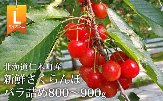 2027年発送 北海道 仁木町産 さくらんぼ (Lサイズ以上) 800g～900g 佐藤錦 又は 紅秀峰 サクランボ チェリー フルーツ 果物 [くだものの笠井園]