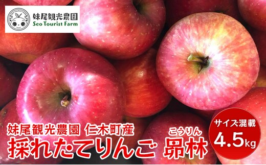 [2026年発送] 仁木町の採れたてりんご「昴林（こうりん）」4.5kg（15～18玉入り）北海道 仁木 果物 フルーツ リンゴ 果物類 林檎 [フルーツショップ妹尾観光農園] 