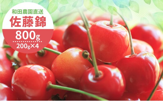[2027年発送] 北海道 仁木町産 さくらんぼ 佐藤錦 800g（400g×2パック） サクランボ チェリー フルーツ 果物 果物類 仁木町 仁木 [和田農園]