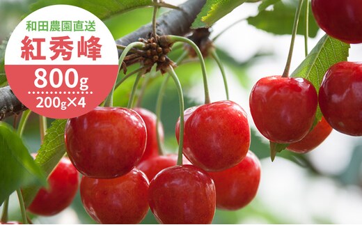 [2027年発送] 北海道 仁木町産 さくらんぼ 紅秀峰 800g（400g×2パック） サクランボ チェリー フルーツ 果物 果物類 仁木町 仁木 [和田農園]