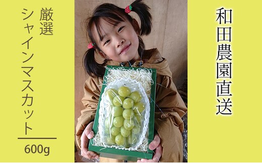 [2026年発送] 厳選 北海道 仁木町産 シャインマスカット 1房 約600g 果物 ぶどう フルーツ 果物類 ブドウ マスカット [和田農園]