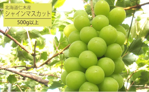 [先行受付] 北海道 仁木町産 厳選品 シャインマスカット1房（500g以上） 果物 ぶどう フルーツ 果物類 ブドウ マスカット [松山商店]