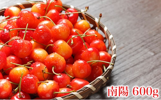 先行受付 北海道 仁木町産 さくらんぼ 南陽 600g(300g×2パック) Lサイズ以上 旬 桜桃 産地直送 サクランボ チェリー フルーツ 果物 果物類 仁木町 仁木 [松山商店]