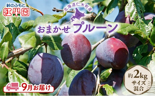 [2026年発送] 9月お届け 北海道 仁木産 フレッシュ プルーン 約2kg （サイズ混合）品種 おまかせ 果物 くだもの フルーツ [峠のふもと 紅果園]