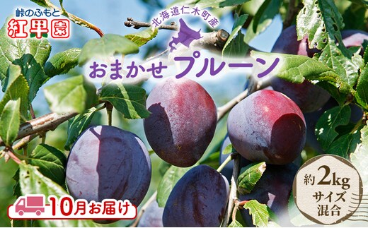 [2026年発送] 9月末～10月お届け 北海道 仁木産 フレッシュ プルーン 約2kg（サイズ混合）品種 おまかせ 果物 くだもの フルーツ [峠のふもと 紅果園]