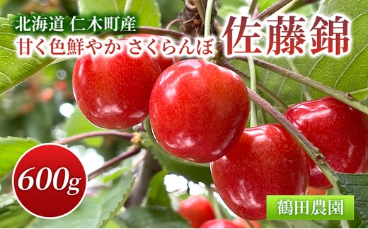 [2027年発送] 数量限定 北海道 仁木町産 甘く色鮮やか さくらんぼ 佐藤錦 600g L～2Lサイズ 低農薬 有機肥料 高級品種 大人気 甘い サクランボ チェリー フルーツ 果物 果物類 仁木町 仁木 [鶴田農園]