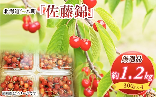 先行受付 北海道 仁木町産 さくらんぼ 佐藤錦 1.2kg (300g×4パック) Lサイズ以上 旬 桜桃 産地直送 サクランボ チェリー フルーツ 果物 果物類 仁木町 仁木 [松山商店]