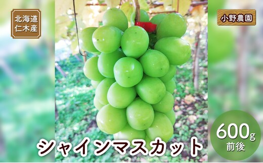 [2026年発送] 北海道 仁木産 シャインマスカット 600g前後 果物 ぶどう フルーツ おやつ デザート 食後 有機肥料 農薬低減 国産 直送 産地直送 食べ物 食品 北海道産 [株式会社 小野農園]
