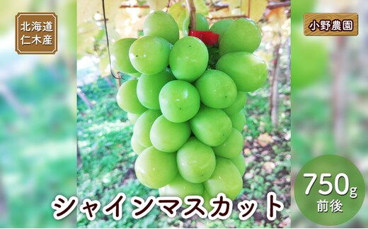 [2026年発送] 北海道 仁木産 シャインマスカット 750g前後 果物 ぶどう フルーツ おやつ デザート 食後 有機肥料 農薬低減 国産 直送 産地直送 食べ物 食品 北海道産 [株式会社 小野農園]