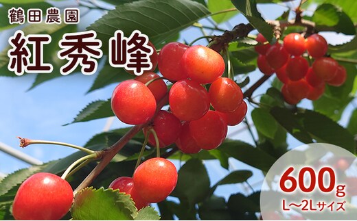 [2027年発送] 数量限定 北海道 仁木町産 果肉がプリ しっかり大粒 甘い さくらんぼ 紅秀峰 600g Lサイズ以上 リピーター 朝採り 甘み ジューシー サクランボ チェリー フルーツ 果物 果物類 仁木町 仁木 [鶴田農園]