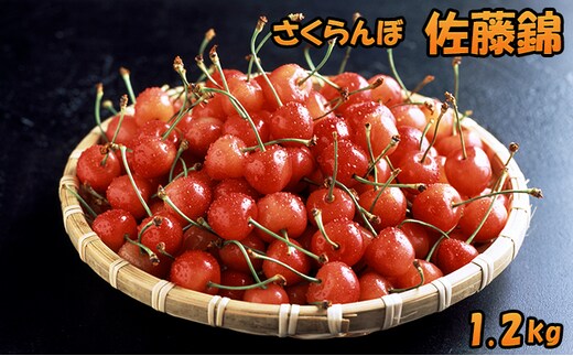 2027年発送 北海道 仁木町産 さくらんぼ 佐藤錦 1.2kg（300g×4パック） 美味しい 人気 おすすめ お裾分け サクランボ チェリー フルーツ 果物 果物類 仁木町 仁木 [JA新おたる]